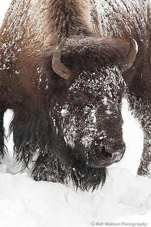 Bison In The Winter