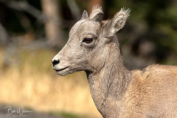 Lamb Rocky Mountain Bighorn Sheep