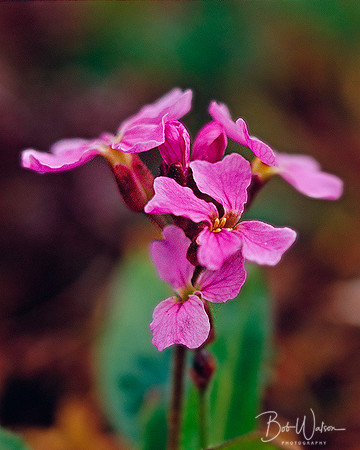 Parry's Wallflower