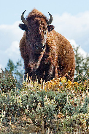Bull Bison overlooking the herd in Yellowstone National Park