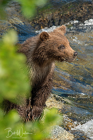 Brown Bear Cub