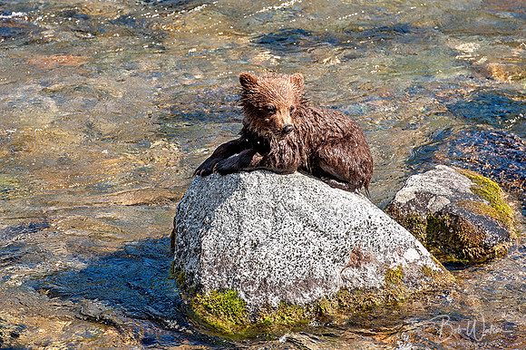 A Brown Bear Cub rests on a rock near Brooks Falls, Katmai National Park, Alaska.