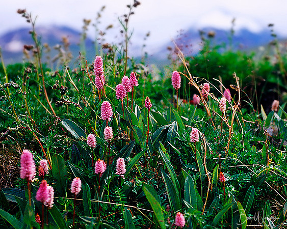 Pink Plumes
