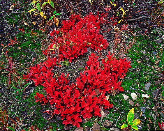 Bear Berry