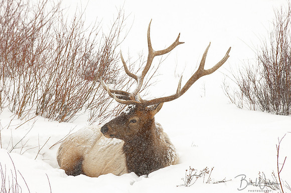 Bull Elk in Snowstorm