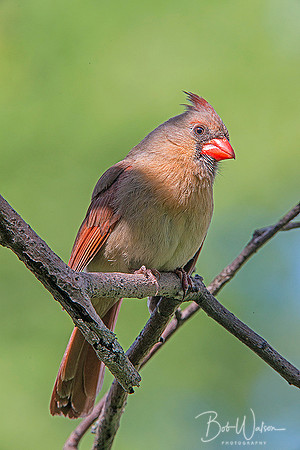 Female North American Cardinal in the spring in Northern Indiana