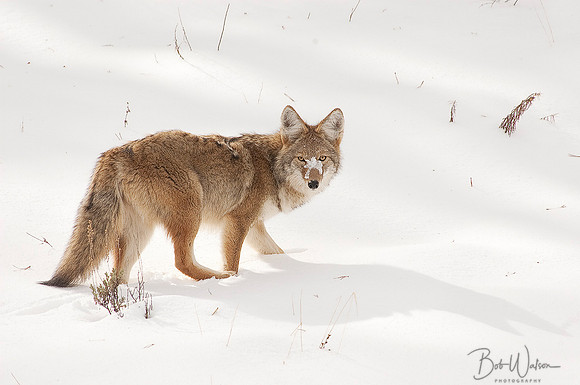 Coyote Hunting