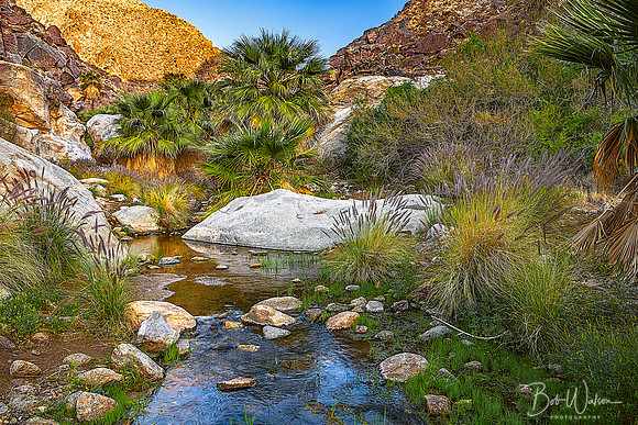 "True Oasis", Anza Borrego Desert State Park, California