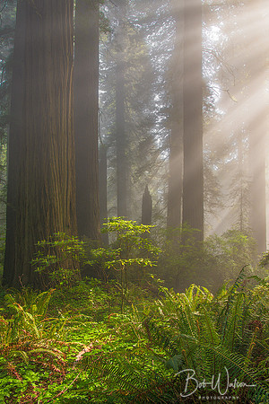 Morning Rays, Del Norte Redwood State Park, California