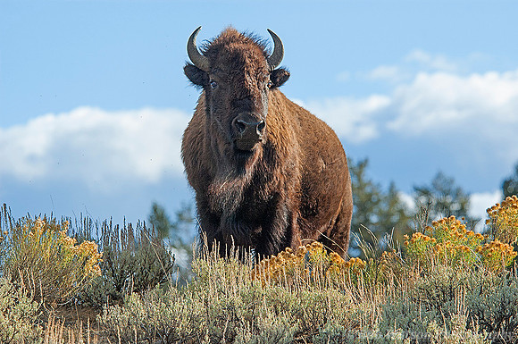 Bull Bison overlooking the herd in Yellowstone National Park