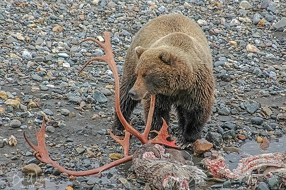 Grizzly Bear Boar feeds on a caribou carcass