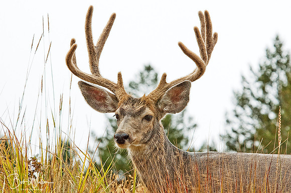 Mule Deer. Yellowstone National Park