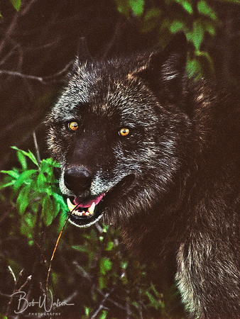 Grey Wolf near Savage River, Denali National Park, Alaska