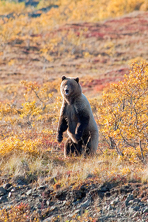 Grizzly Bear Sow