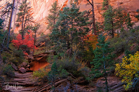 Autumn Spendor at Zion National Park, Utah