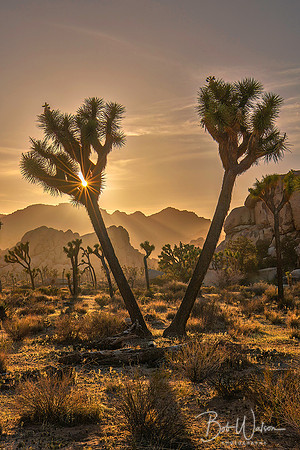 Twin Joshua Trees, Joshua Tree National Park, California