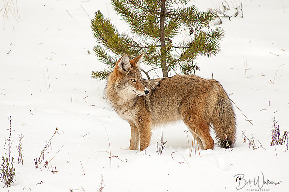 Coyote hunting after a fresh early winter snow, Crested Butte, Colorado
