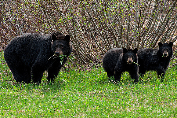 Black Bear Sow with yearling cubs, British Columbia, Canada
