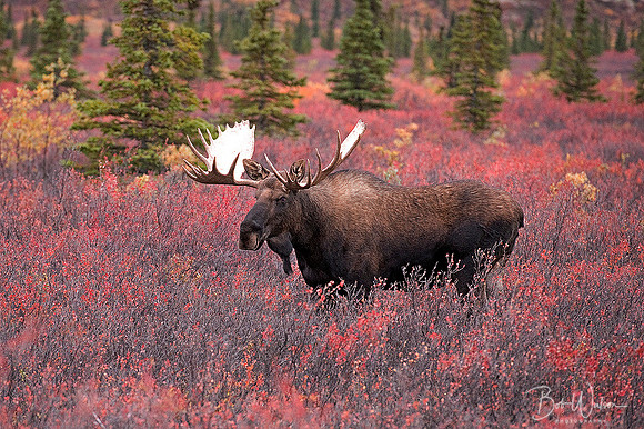 Alaskan Bull Moose