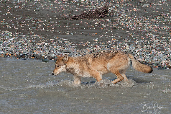 Grey Wolf prepares to swim across the Toklat River in Denali National Park, Alaska