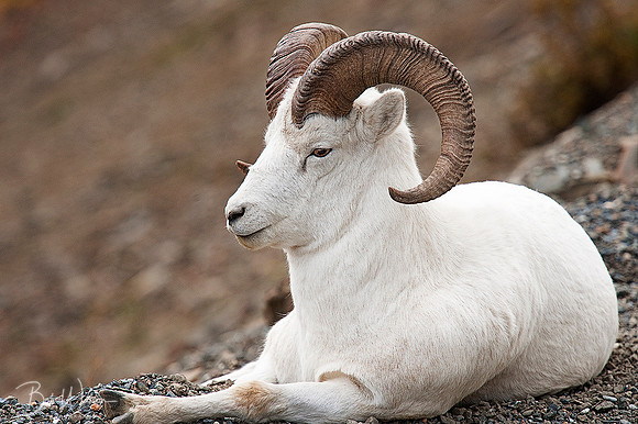 Dall Sheep Ram