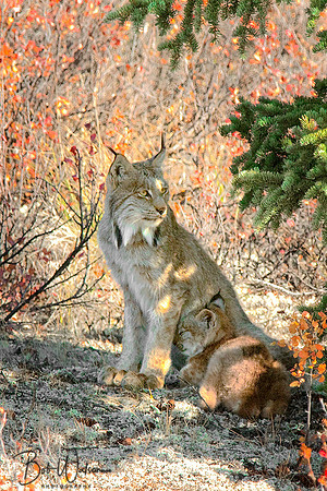Lynx with Kitten resting beneath a spruce tree in Denali National Park, Alaska