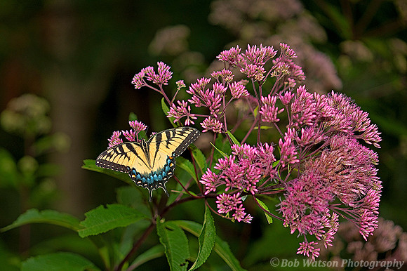 Female Eastern Tiger Swallowtail
