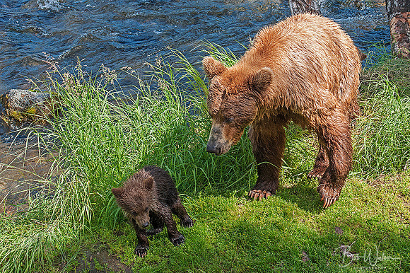 New Spring Bear Cub