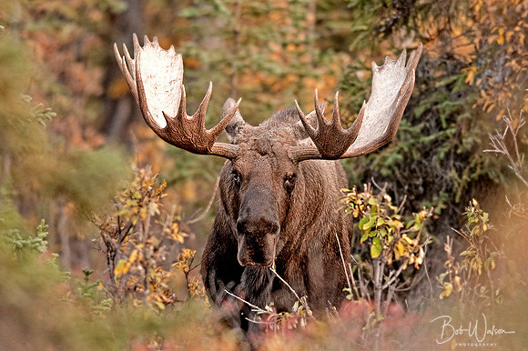 Alaskan Bull Moose