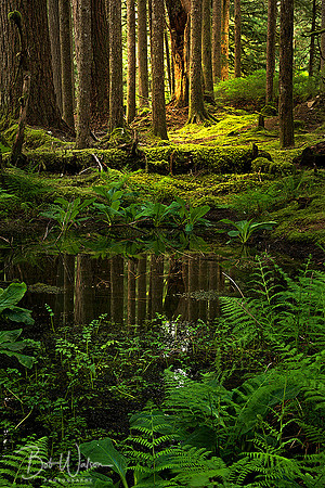 Ancient grove of Western Hemlocks and Douglas Firs, Olympic National Park, Washington