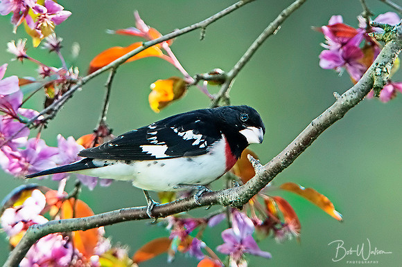 Male Rose-breasted Grosbeak