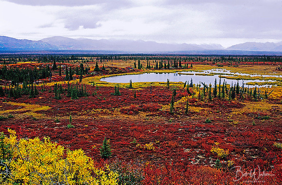 Tundra pond along the Denali Highway, Alaska