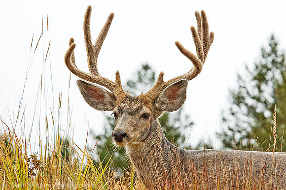 Mule Deer. Yellowstone National Park