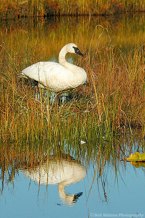 Trumpeter Swan, Alaska