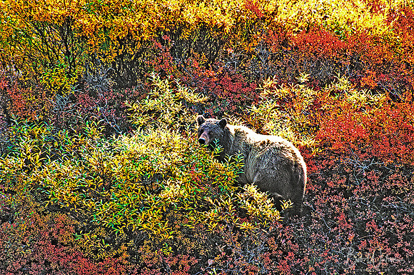 Grizzly Bear, Denali National Park, Alaska