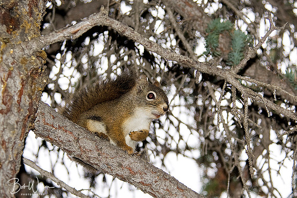 Red Squirrel in Spruce Tree