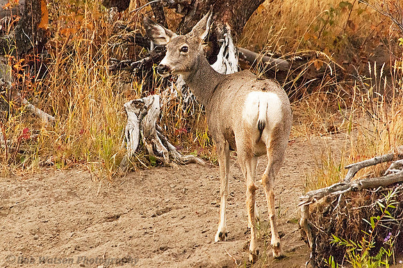 Mule Deer near Slough Creek, Yellowstone National Park