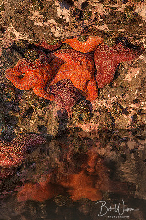 Ochre Sea Stars and Sea Anemones