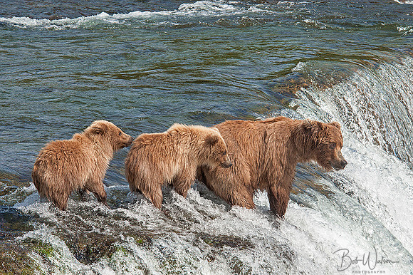 Sow Brown Bear teaches her cubs to fish at Brooks Falls
