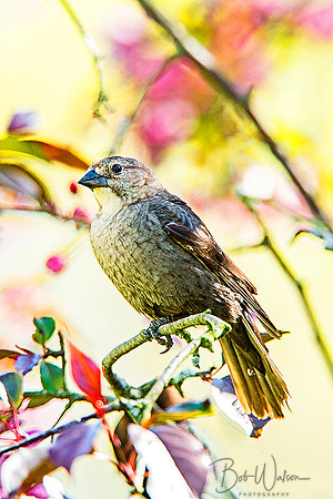 Female Rose-breasted Grosbeak