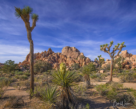 Joshua Tree National Park, California