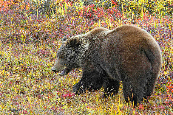 Boar Grizzly Bear