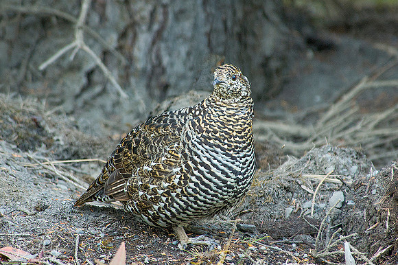 Spruce Grouse