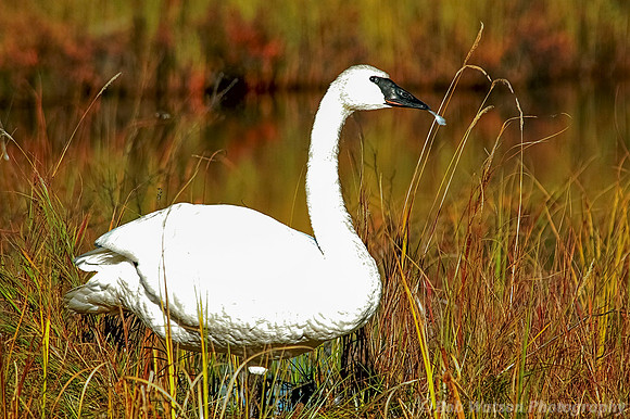 Trumpeter Swan, Alaska