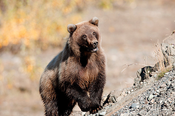 Grizzly Bear Cub