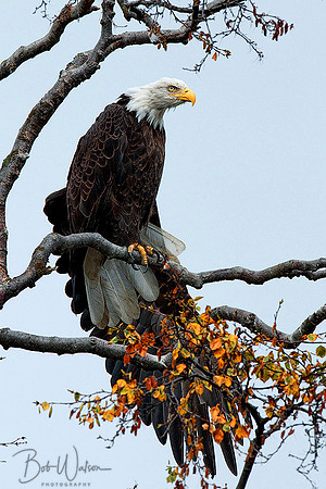 Bald Eagle