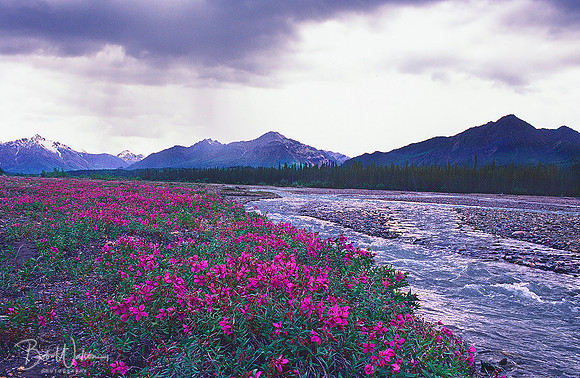 River Beauty