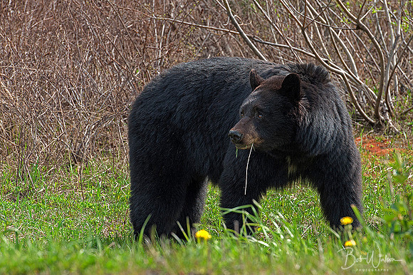 Black Bear Sow, British Columbia, Canada