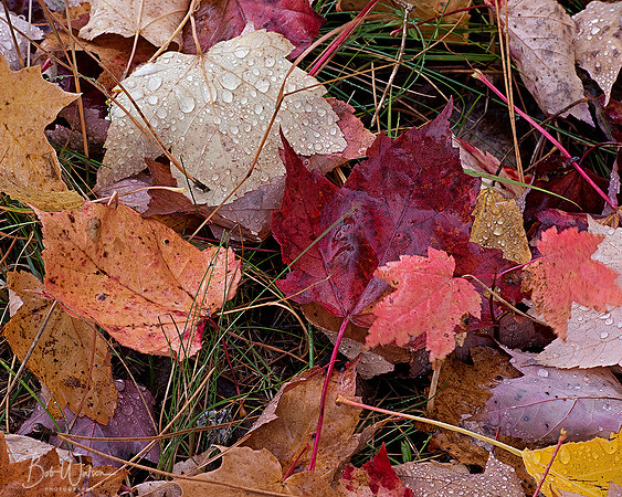 Autumn Rain