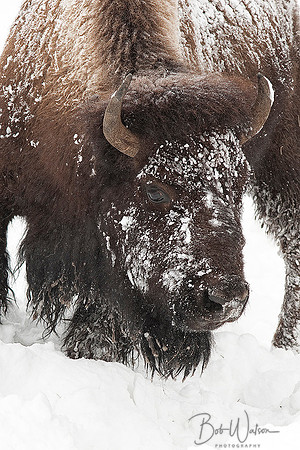Bison In The Winter